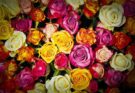 Co oznaczają poszczególnie kolory róż?